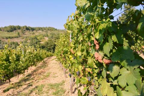 Quinta  Venda em Vilar de Nantes,Chaves