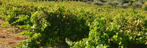 Quinta  Venda em Vilar de Nantes,Chaves