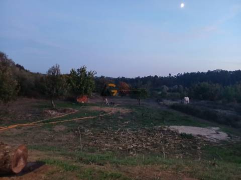 Moradia Isolada T2 Venda em Bustos, Troviscal e Mamarrosa,Oliveira do Bairro