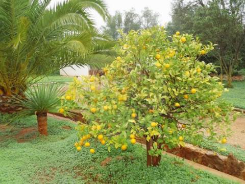 Moradia T5 isolada em Tavira