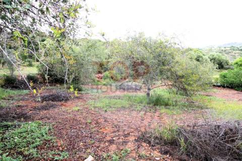 Terreno  localizado na freguesia de  Boliqueime.