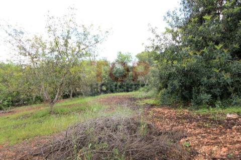 Terreno  localizado na freguesia de  Boliqueime.