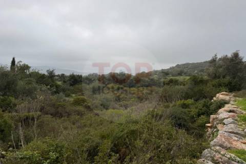 Terreno Rustico em Estoi