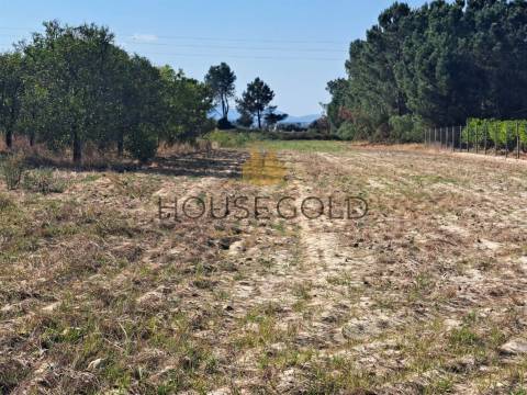 Terreno Rústico  Venda em Marinhais,Salvaterra de Magos