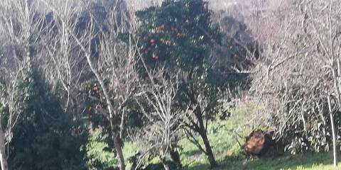 CPM20241 Moradia T2+1,  4 Frentes com + 900m2 em Avintes, Gaia,  próximo Parque Biológico Gaia