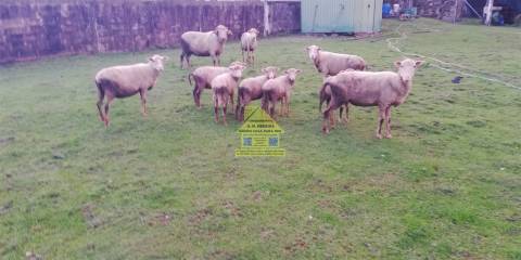 CPM20277 Moradia / Quintinha c/ + 6.000m2  182.500,00€ a 31,00€/m2, em V N. Gaia, Porto