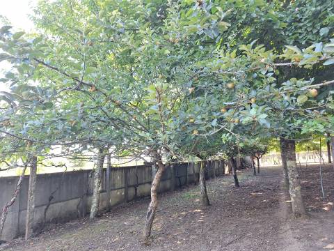 Moradia T3+1 Venda em Bordonhos,São Pedro do Sul