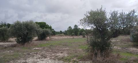 Terreno em Grândola com projeto aprovado