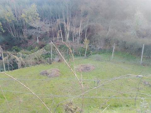 Terreno Rústico em Cinfães - Viseu Venda de Terreno em Cinfães - Viseu