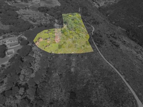 Terreno Rústico  Venda em Colares,Sintra