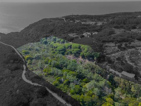 Terreno Rústico  Venda em Colares,Sintra