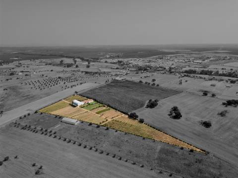 Quinta Biológica - Monte de Palma em Sao Manços com negócio.