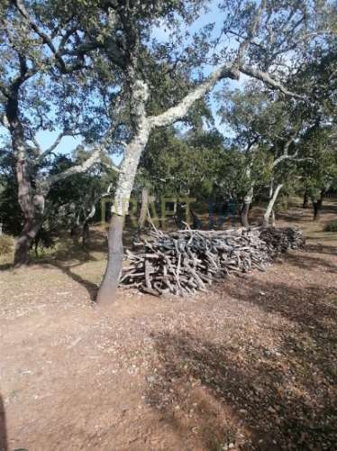 Terreno Rústico  Venda em Melides,Grândola