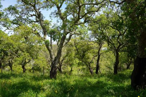 Terreno rústico no Litoral Alentejano