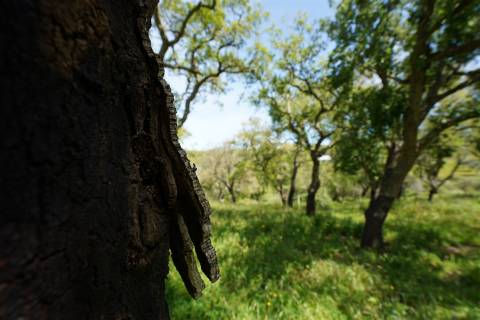 Terreno rústico no Litoral Alentejano