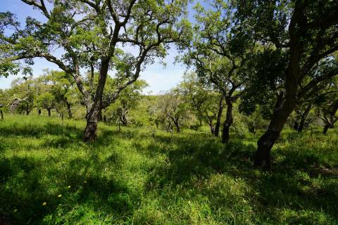 Terreno rústico no Litoral Alentejano