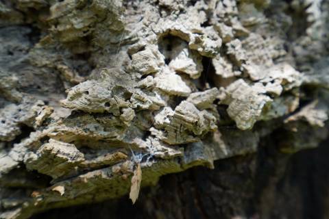 Terreno rústico no Litoral Alentejano