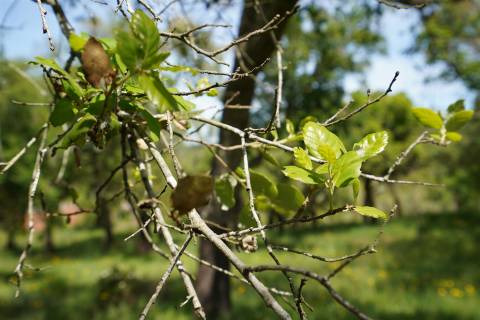 Terreno rústico no Litoral Alentejano