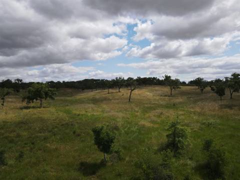 Terreno Rústico  Venda em Grândola e Santa Margarida da Serra,Grândola