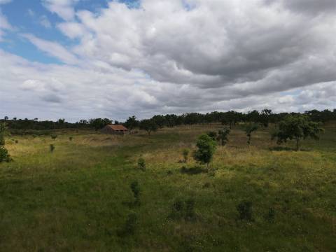Terreno Rústico  Venda em Grândola e Santa Margarida da Serra,Grândola