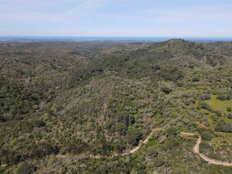 Terreno Rústico  Venda em São Francisco da Serra,Santiago do Cacém