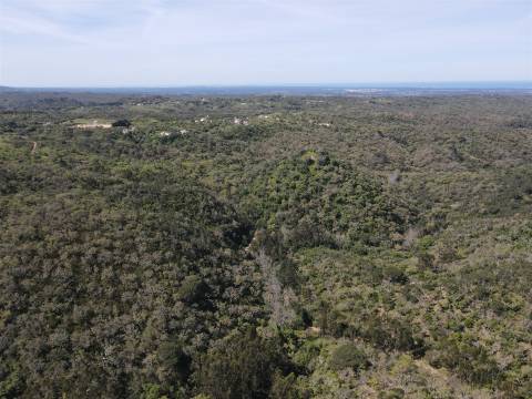 Terreno Rústico  Venda em São Francisco da Serra,Santiago do Cacém