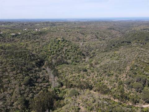 Terreno Rústico  Venda em São Francisco da Serra,Santiago do Cacém