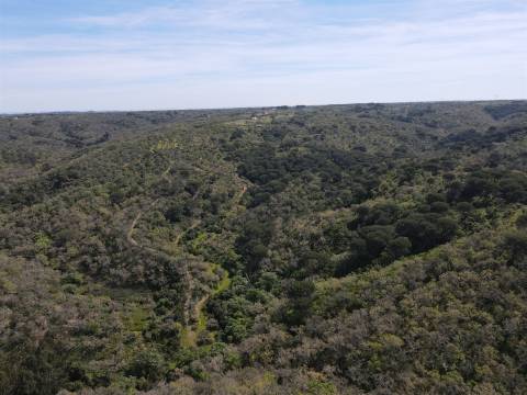 Terreno Rústico  Venda em São Francisco da Serra,Santiago do Cacém