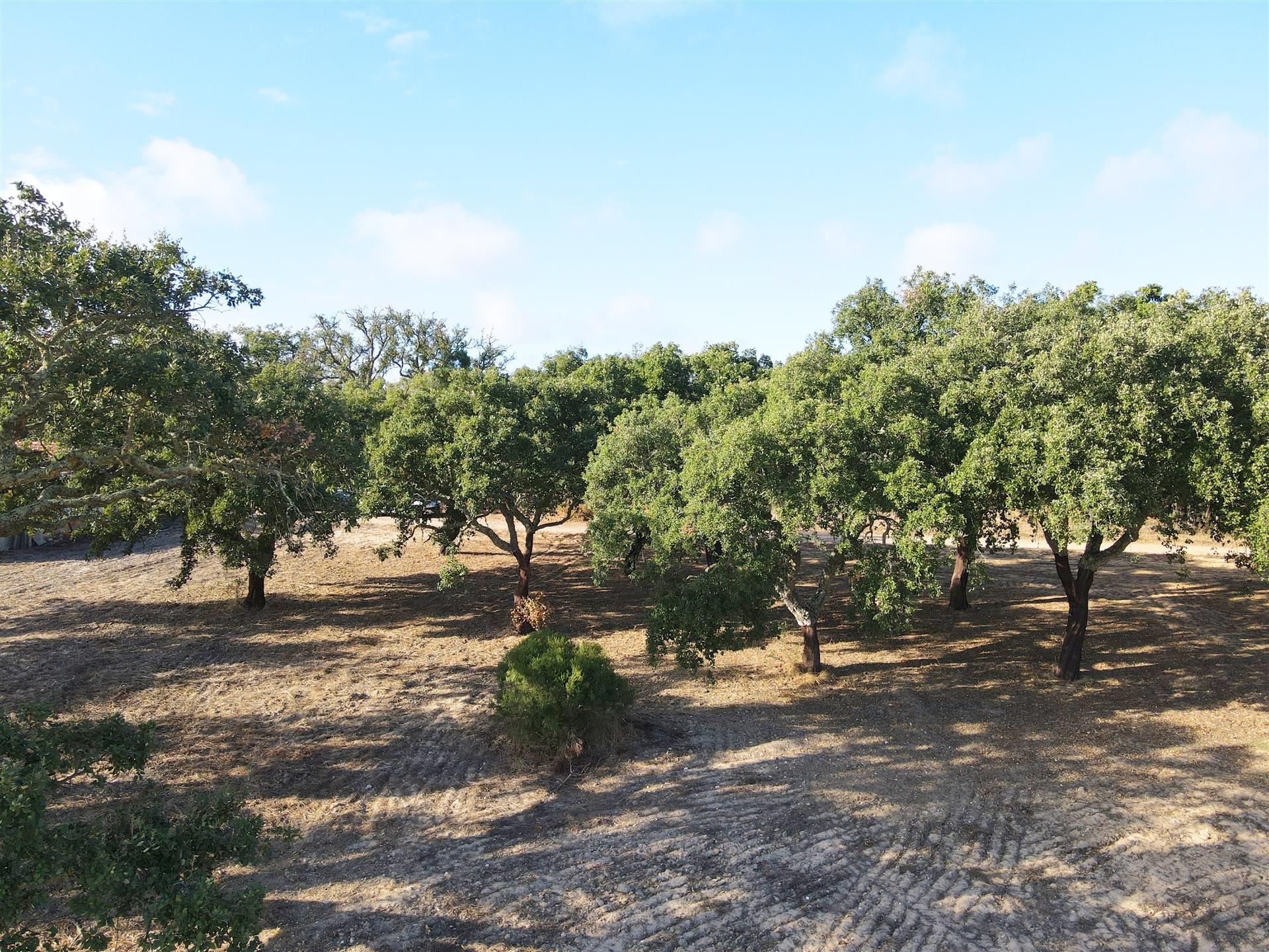 Terreno agrícola em Grândola