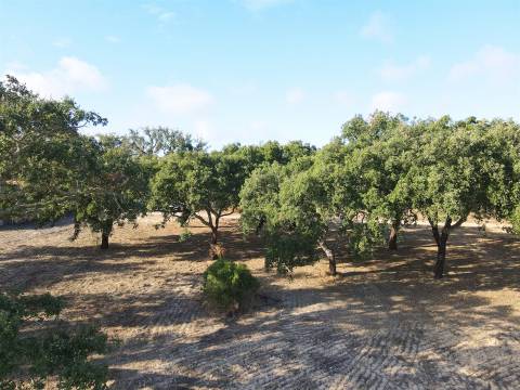 Terreno agrícola em Grândola
