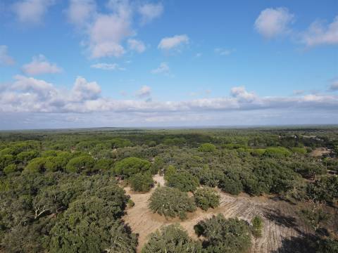 Terreno agrícola em Grândola