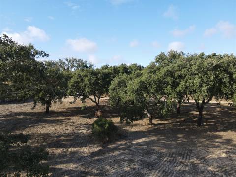 Terreno agrícola em Grândola