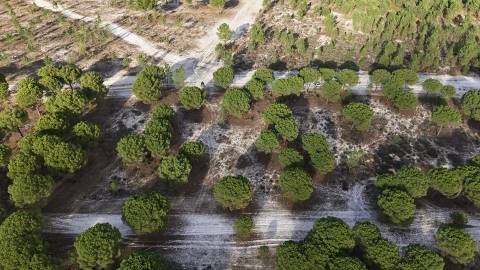 Terreno agrícola em Grândola