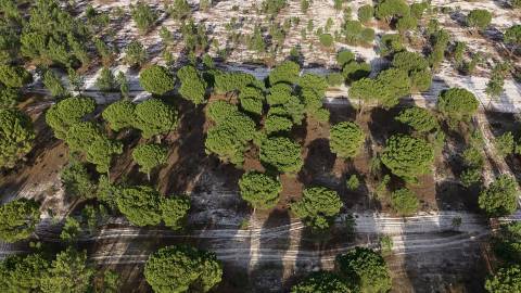 Terreno agrícola em Grândola