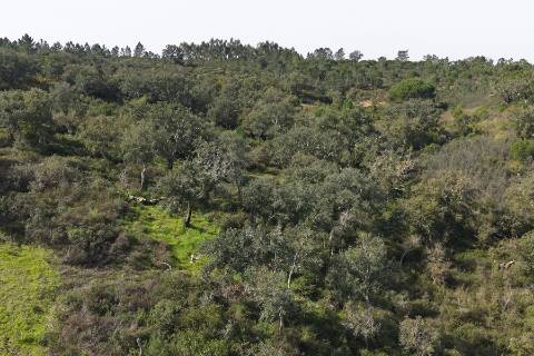 Herdade de 10 hectares em Melides