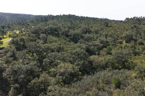 Herdade de 10 hectares em Melides