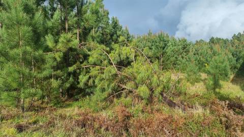 Terreno Industrial 5.110m² em Picassinos, Marinha Grande