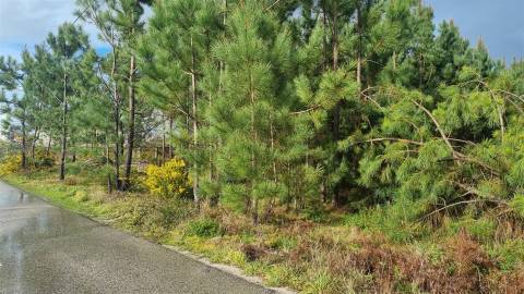 Terreno Industrial 5.110m² em Picassinos, Marinha Grande