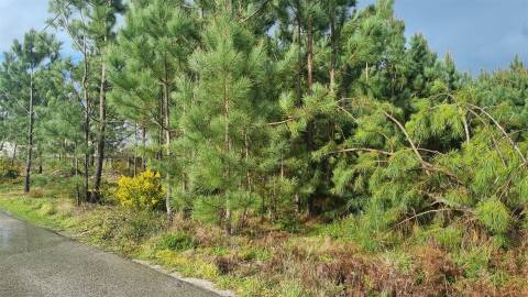 Terreno Industrial 5.110m² em Picassinos, Marinha Grande