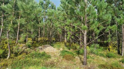 Terreno Industrial 5.110m² em Picassinos, Marinha Grande