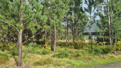 Terreno Industrial 5.110m² em Picassinos, Marinha Grande