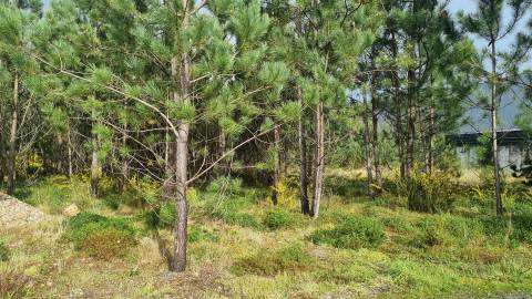 Terreno Industrial 5.110m² em Picassinos, Marinha Grande