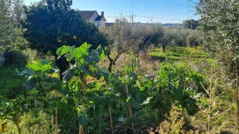 Terreno com Viabilidade de Construção – 456 m² | Próximo de Leiria