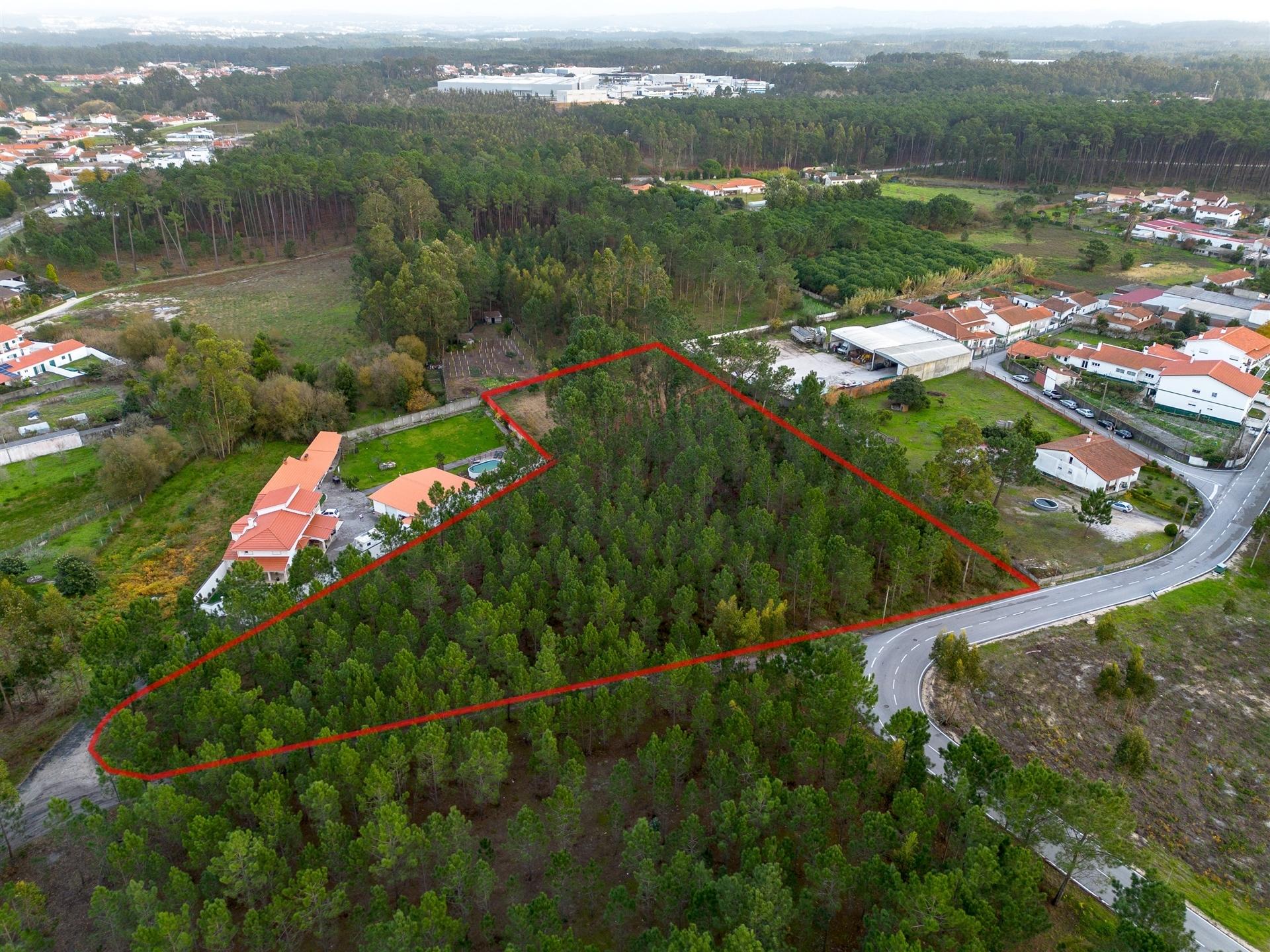 Terreno destinado a construção, sito em Trutas | Marinha Grande