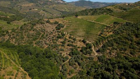 Quinta de Batéu – Douro Vinhateiro