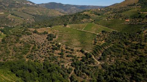 Quinta de Batéu – Douro Vinhateiro