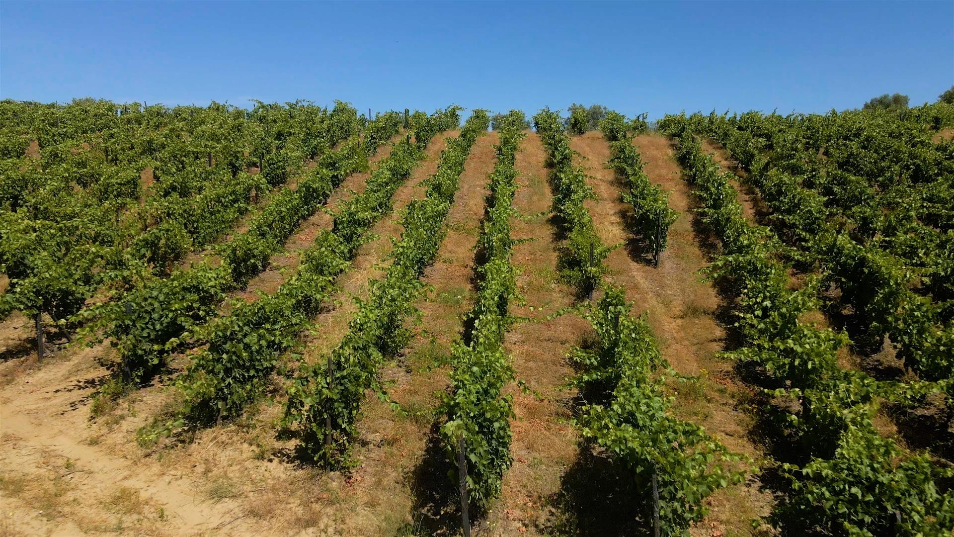 Quinta de Batéu – Douro Vinhateiro