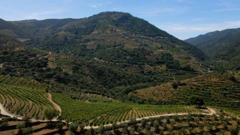 Quinta de Batéu – Douro Vinhateiro