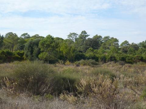 Terreno Rústico  Venda em Almancil,Loulé