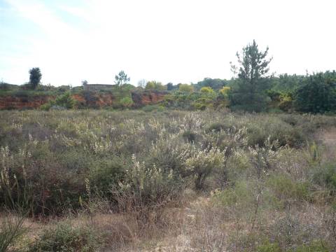 Terreno Rústico  Venda em Almancil,Loulé